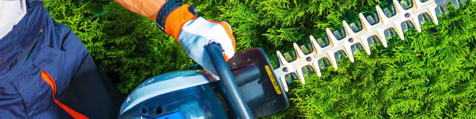 Hedge maintenance and tree care in Lytham Saint Annes