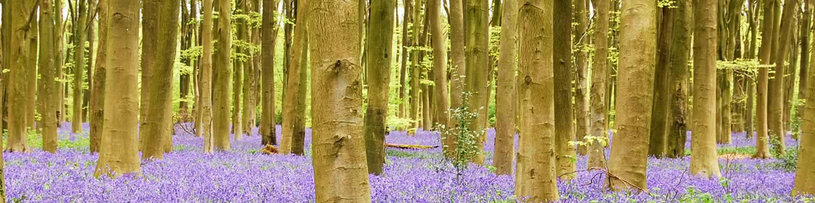 Woodland management services around Southport
